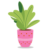 Episcia Astral Flame